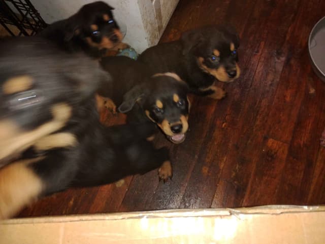 Rottweiler Puppies  443-510-1499 media 2