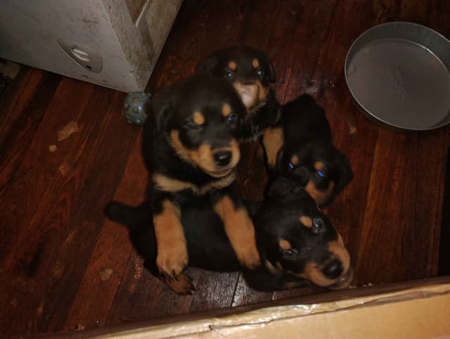 Rottweiler Puppies  443-510-1499 media 7