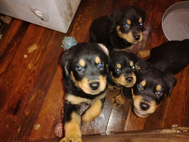 Rottweiler Puppies  443-510-1499 media 4