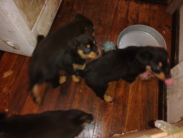 Rottweiler Puppies  443-510-1499 media 5
