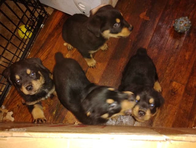 Rottweiler Puppies  443-510-1499 media 8