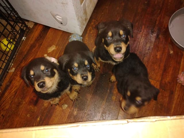 Rottweiler Puppies  443-510-1499 media 6