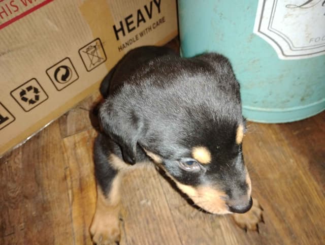 Rottweiler Puppies  443-510-1499 media 13