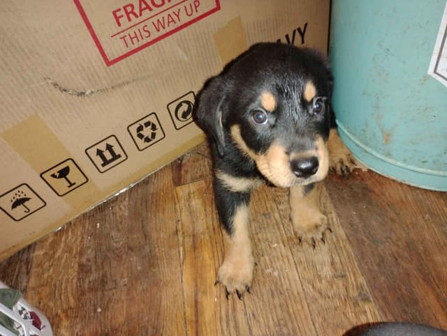 Rottweiler Puppies  443-510-1499 media 17