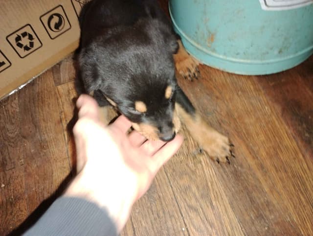 Rottweiler Puppies  443-510-1499 media 11