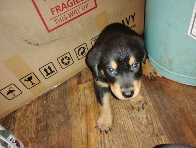 Rottweiler Puppies  443-510-1499 media 12