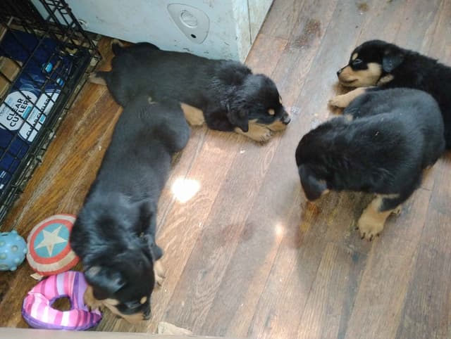 Rottweiler Puppies  443-510-1499 media 14
