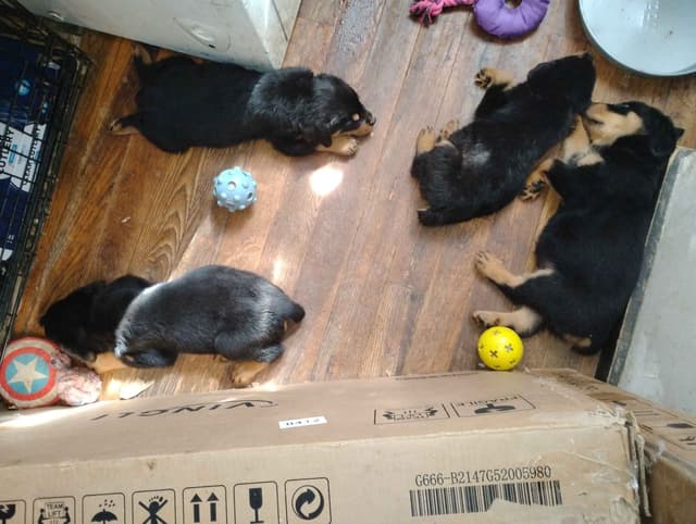 Rottweiler Puppies  443-510-1499 media 19