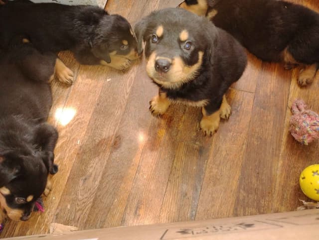 Rottweiler Puppies  443-510-1499 media 16
