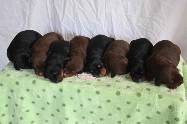 Doberman Pinscher Puppies media 2