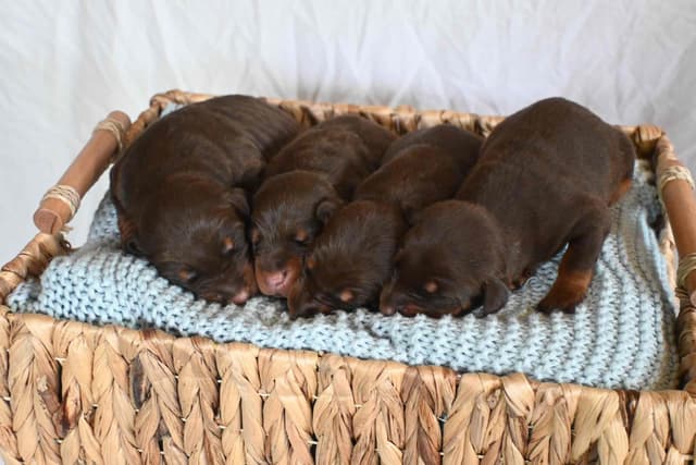 Doberman Pinscher Puppies media 3
