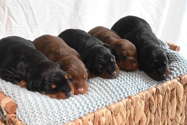 Doberman Pinscher Puppies media 6