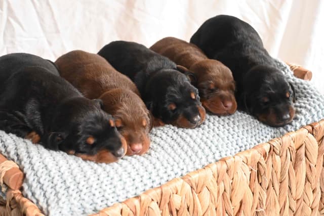 Doberman Pinscher Puppies media 7