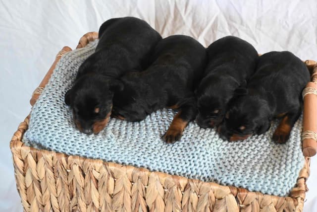 Doberman Pinscher Puppies media 4