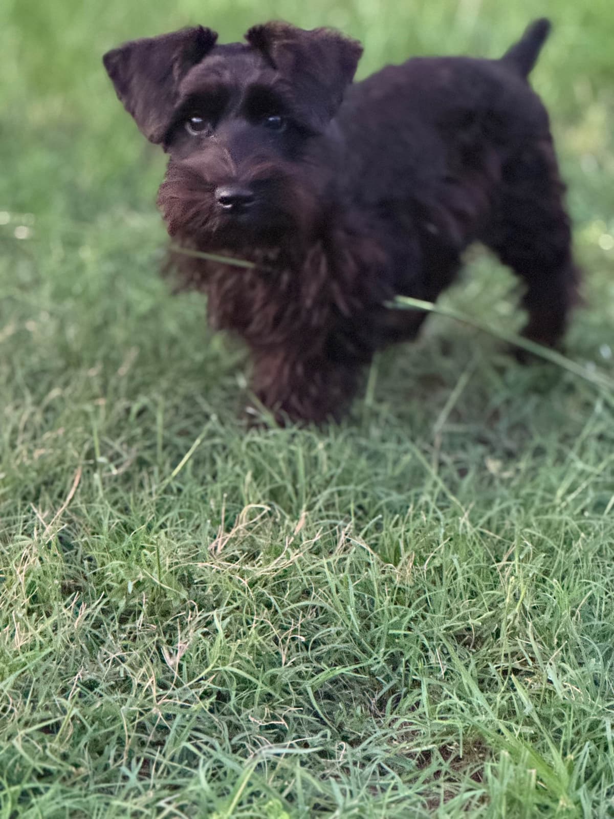 Miniature Schnauzer Puppies breeder image 1