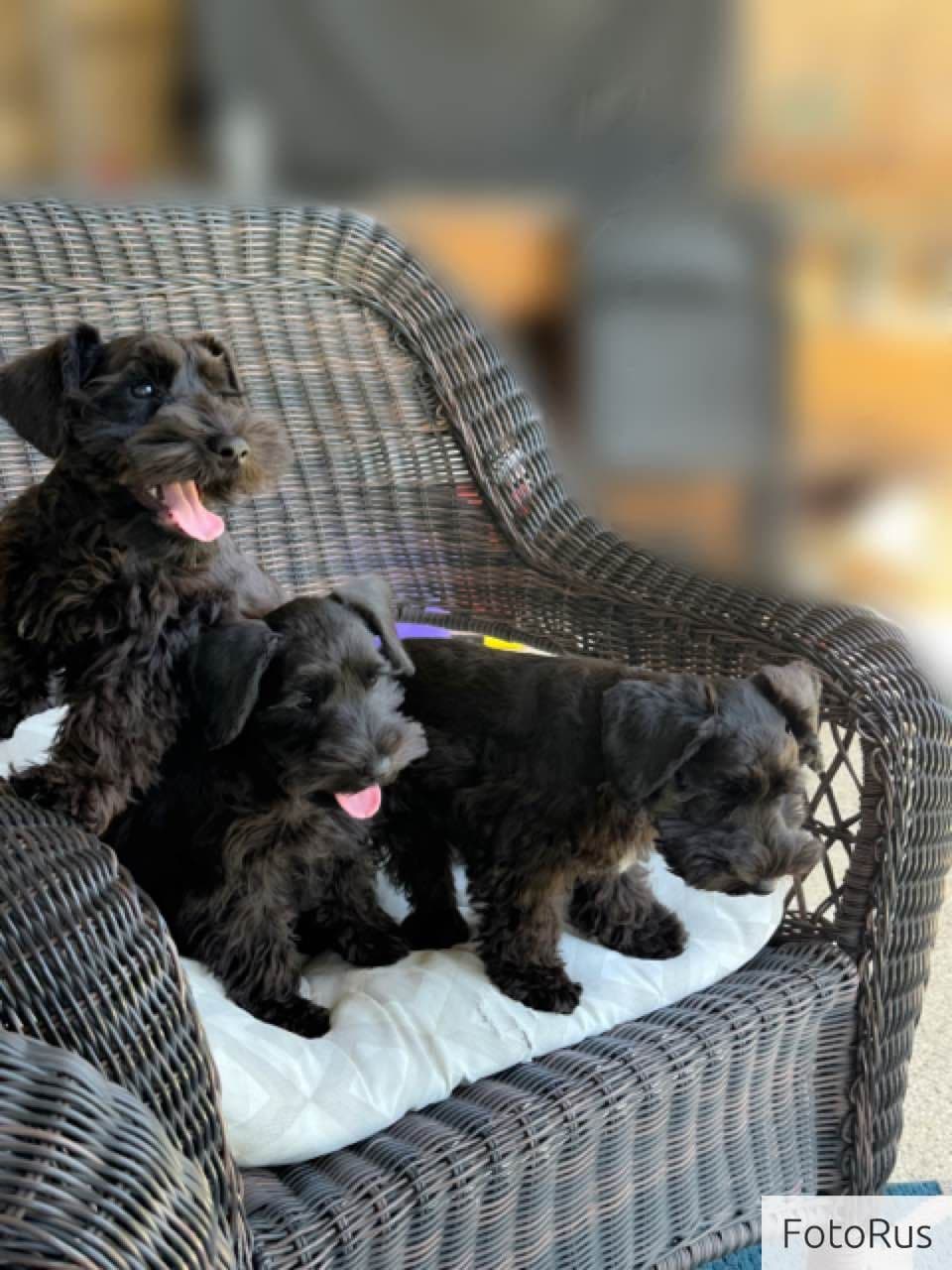 Miniature Schnauzer Puppies breeder image 2