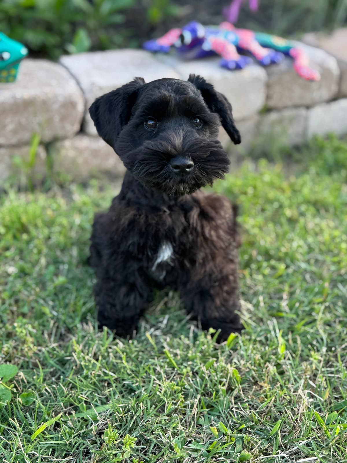 Miniature Schnauzer Puppies breeder image 3