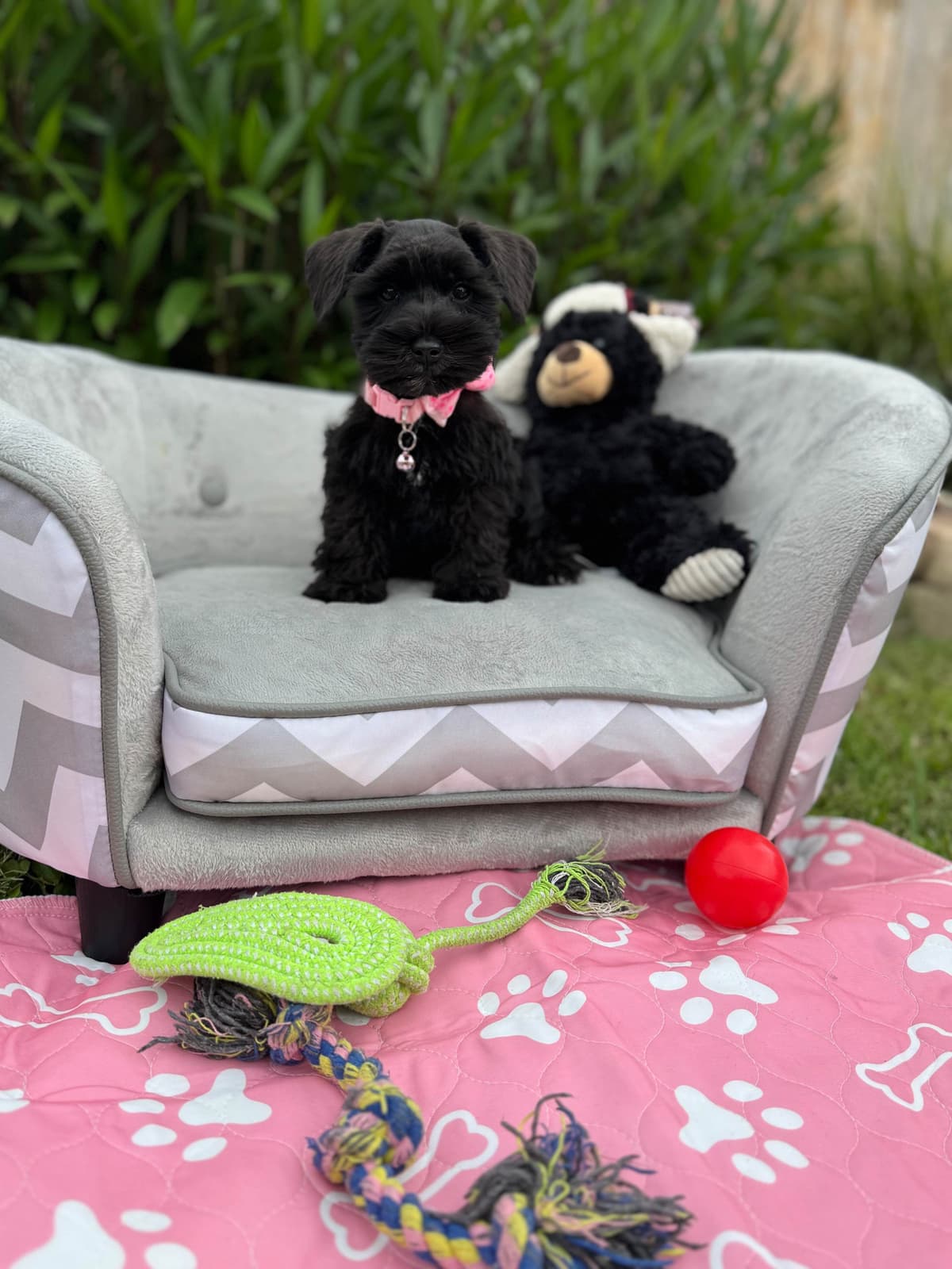 Miniature Schnauzer Puppies breeder image 4