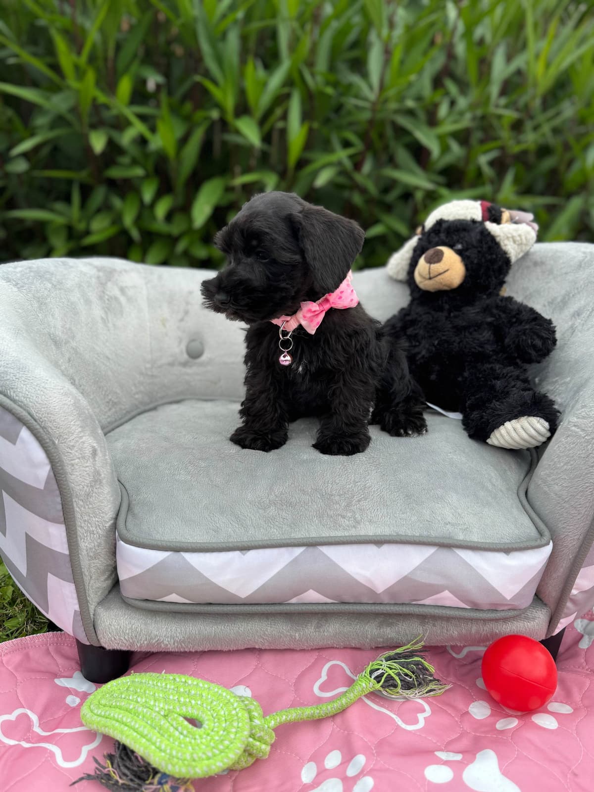 Miniature Schnauzer Puppies breeder image 5