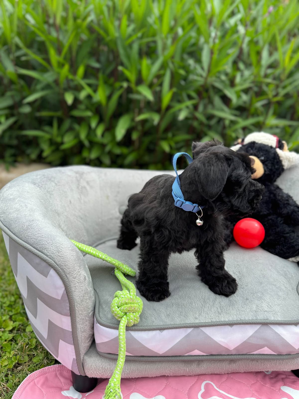 Miniature Schnauzer Puppies breeder image 6