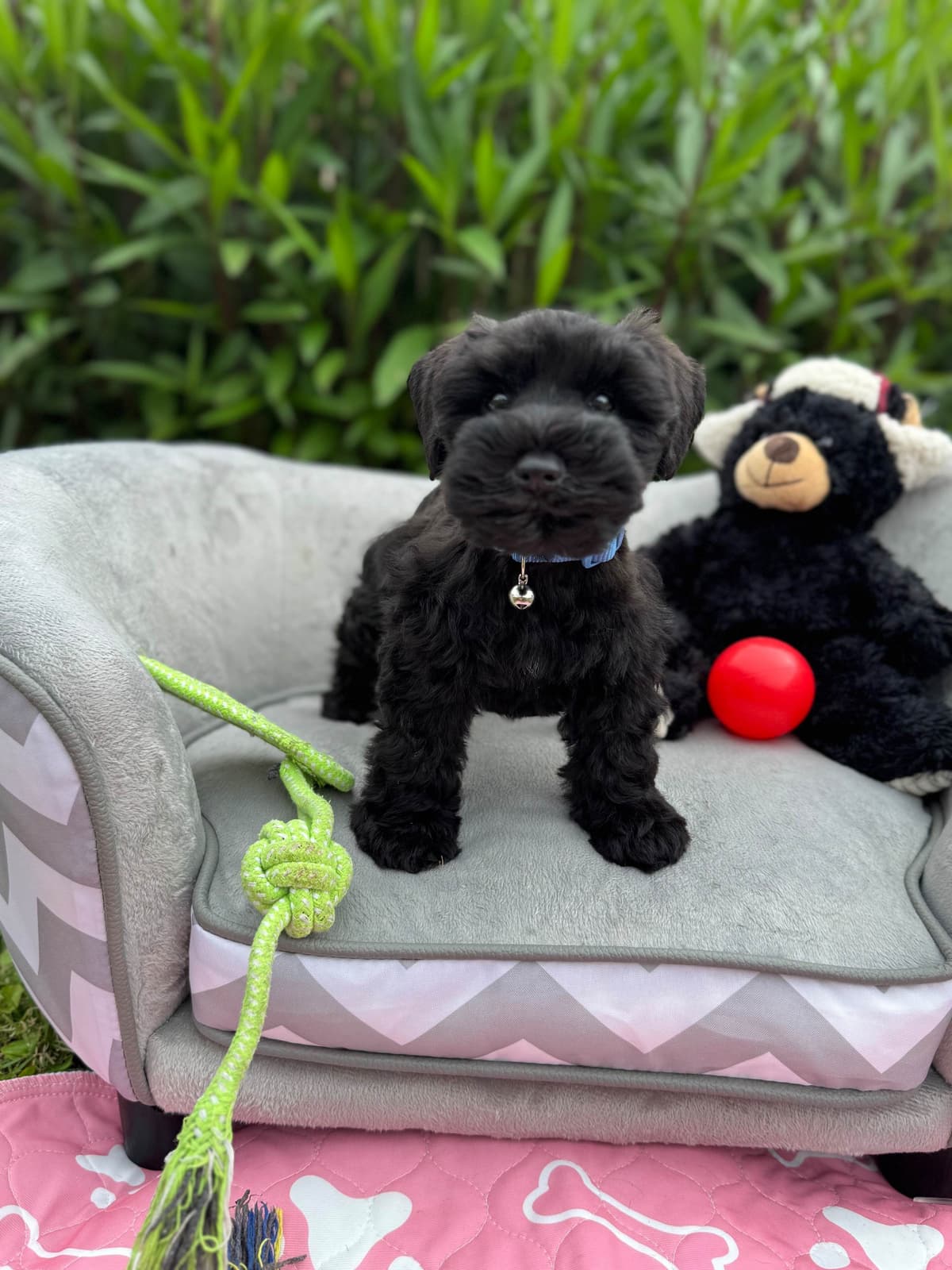 Miniature Schnauzer Puppies breeder image 7