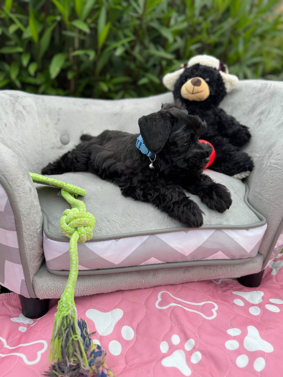 Miniature Schnauzer Puppies breeder image 8