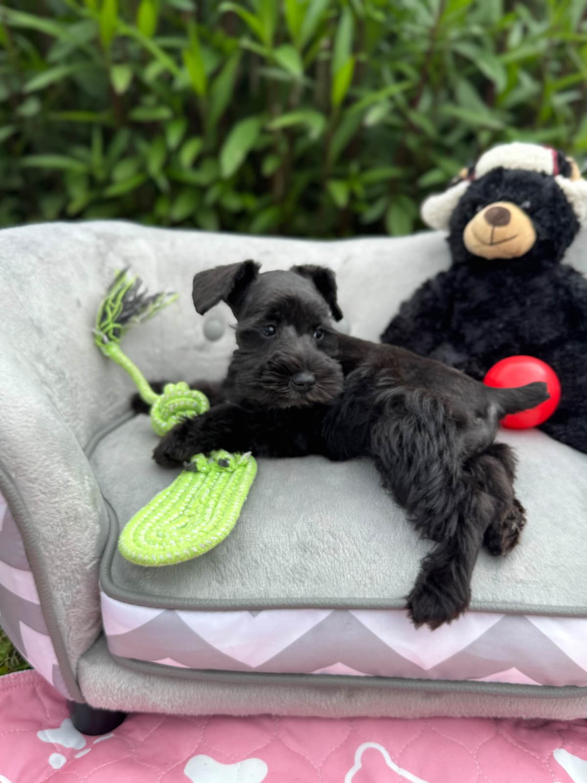 Miniature Schnauzer Puppies breeder image 10