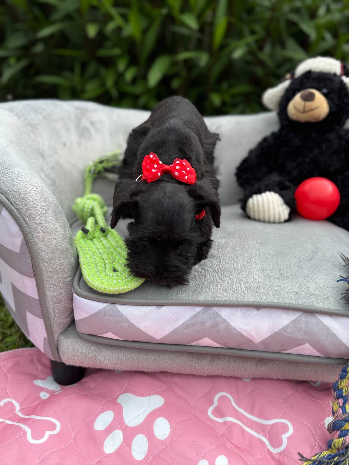 Miniature Schnauzer Puppies breeder image 11