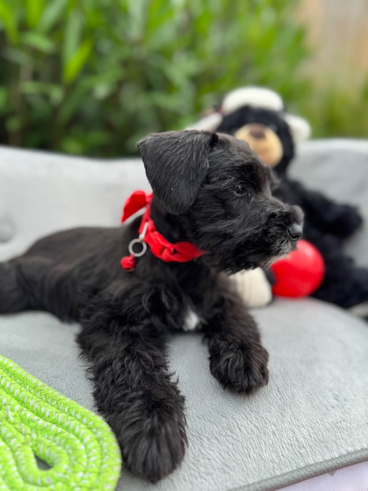 Miniature Schnauzer Puppies breeder image 12