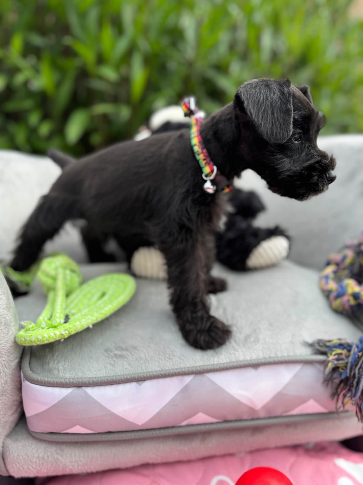 Miniature Schnauzer Puppies breeder image 13