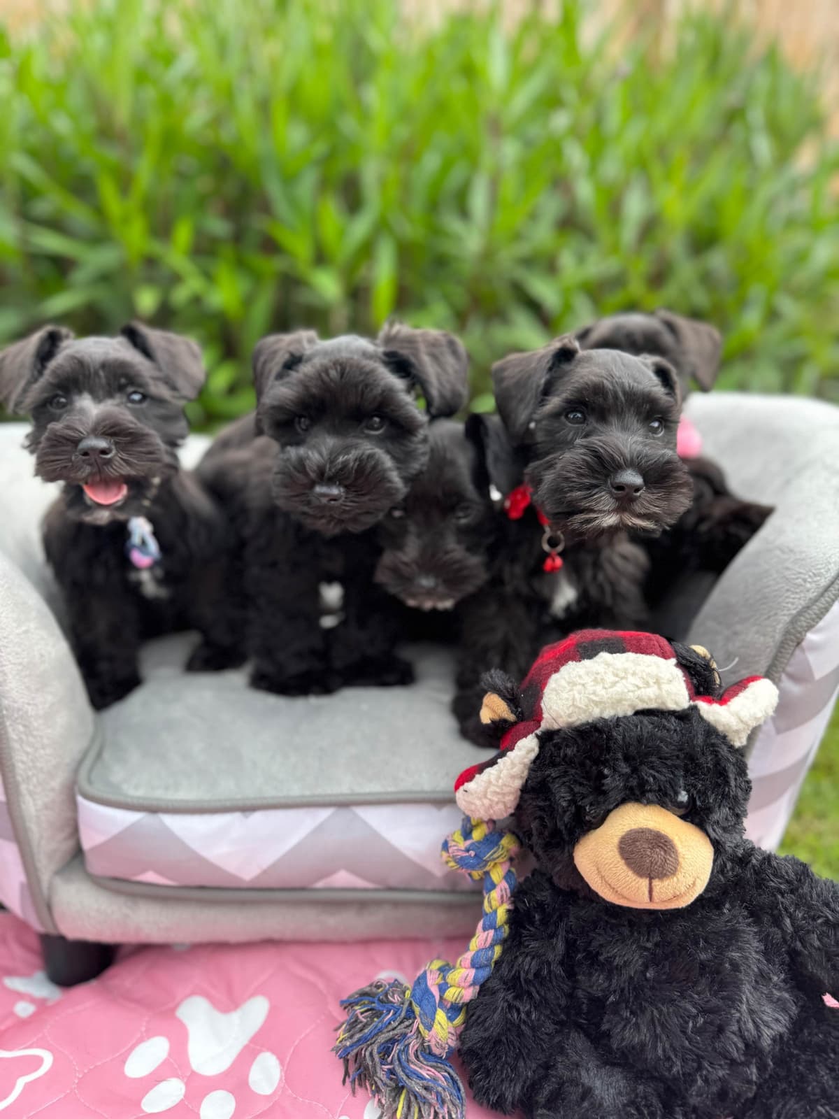 Miniature Schnauzer Puppies breeder image 15