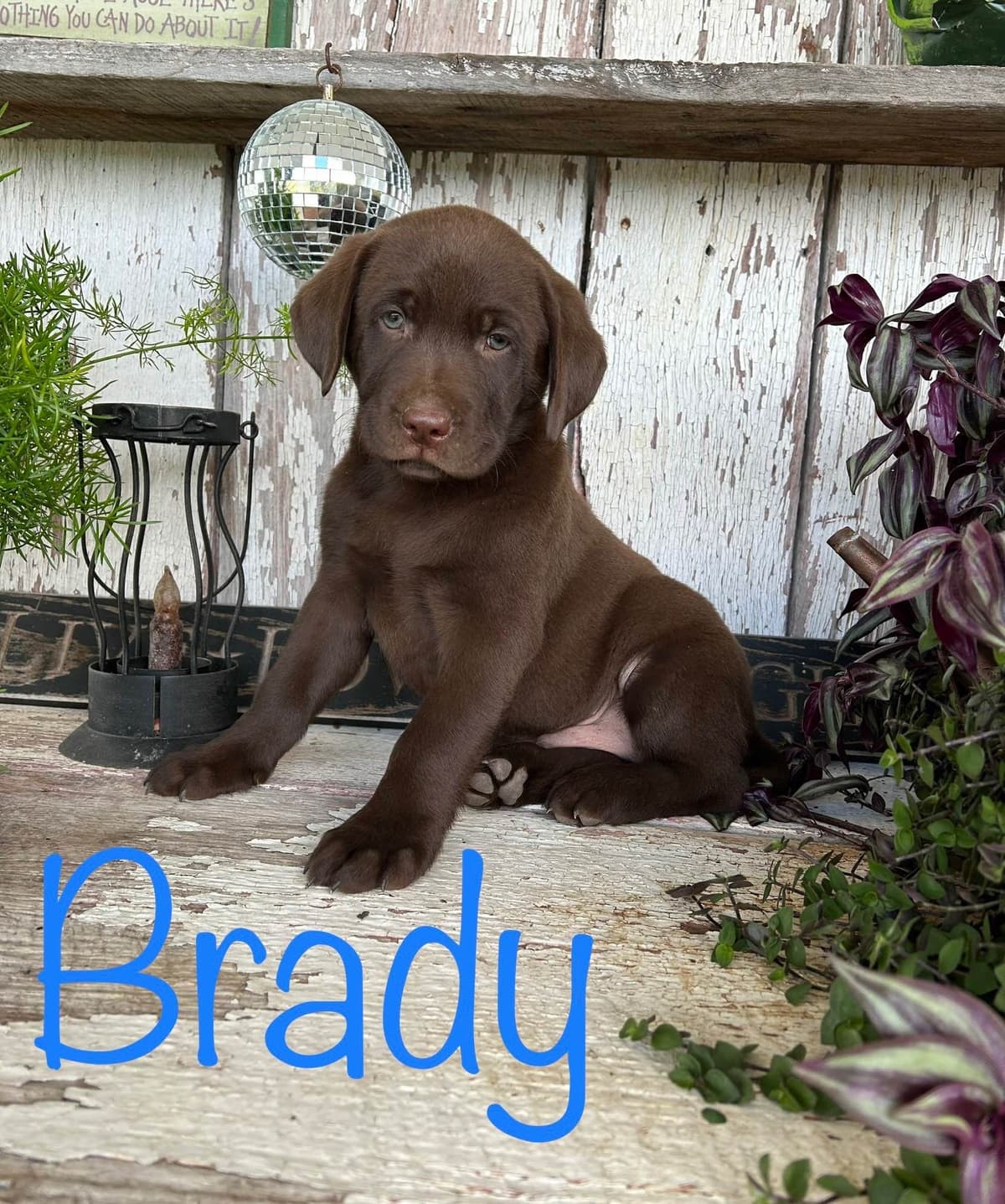 Labrador Retriever Puppies breeder image 1