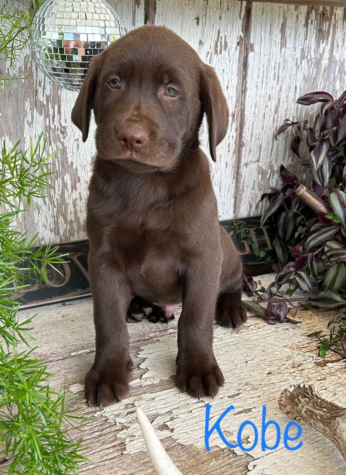 Labrador Retriever Puppies breeder image 2