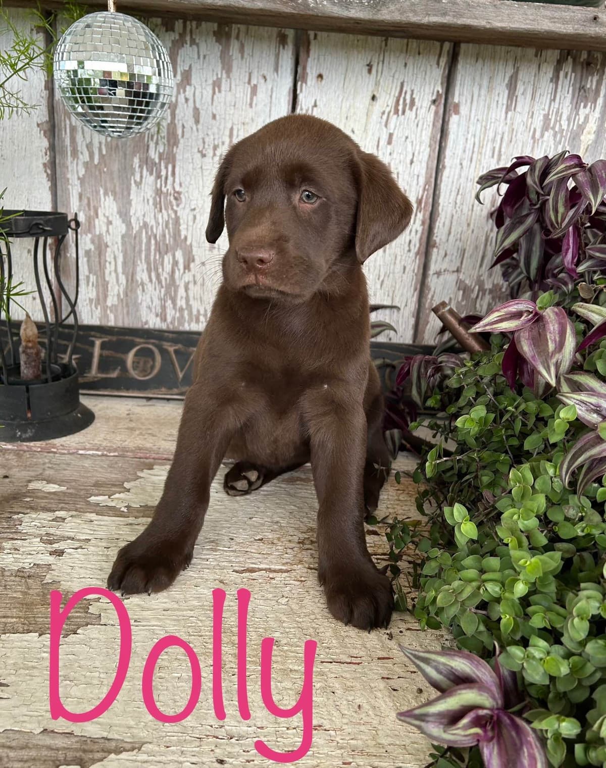 Labrador Retriever Puppies breeder image 3