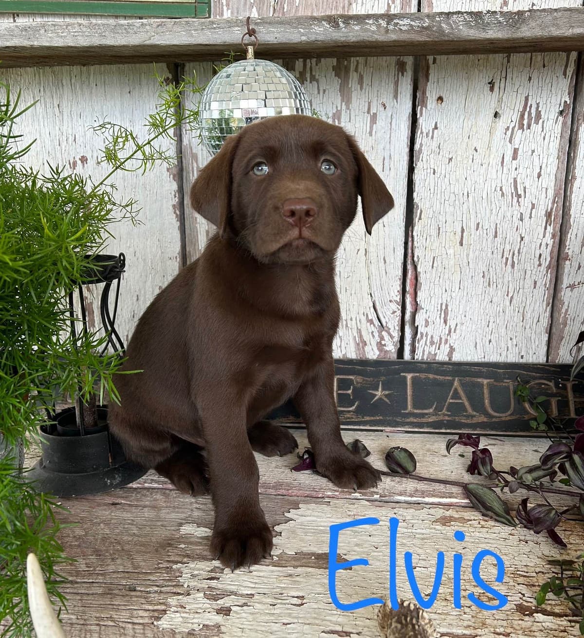 Labrador Retriever Puppies breeder image 4