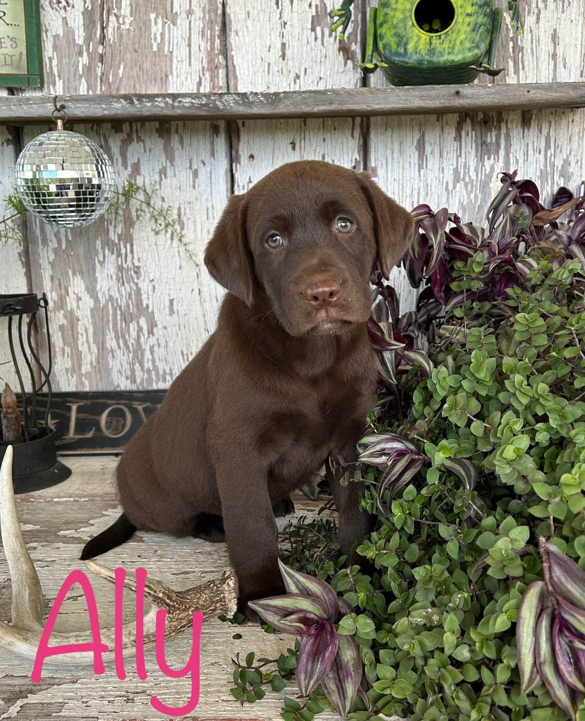 Labrador Retriever Puppies breeder image 5