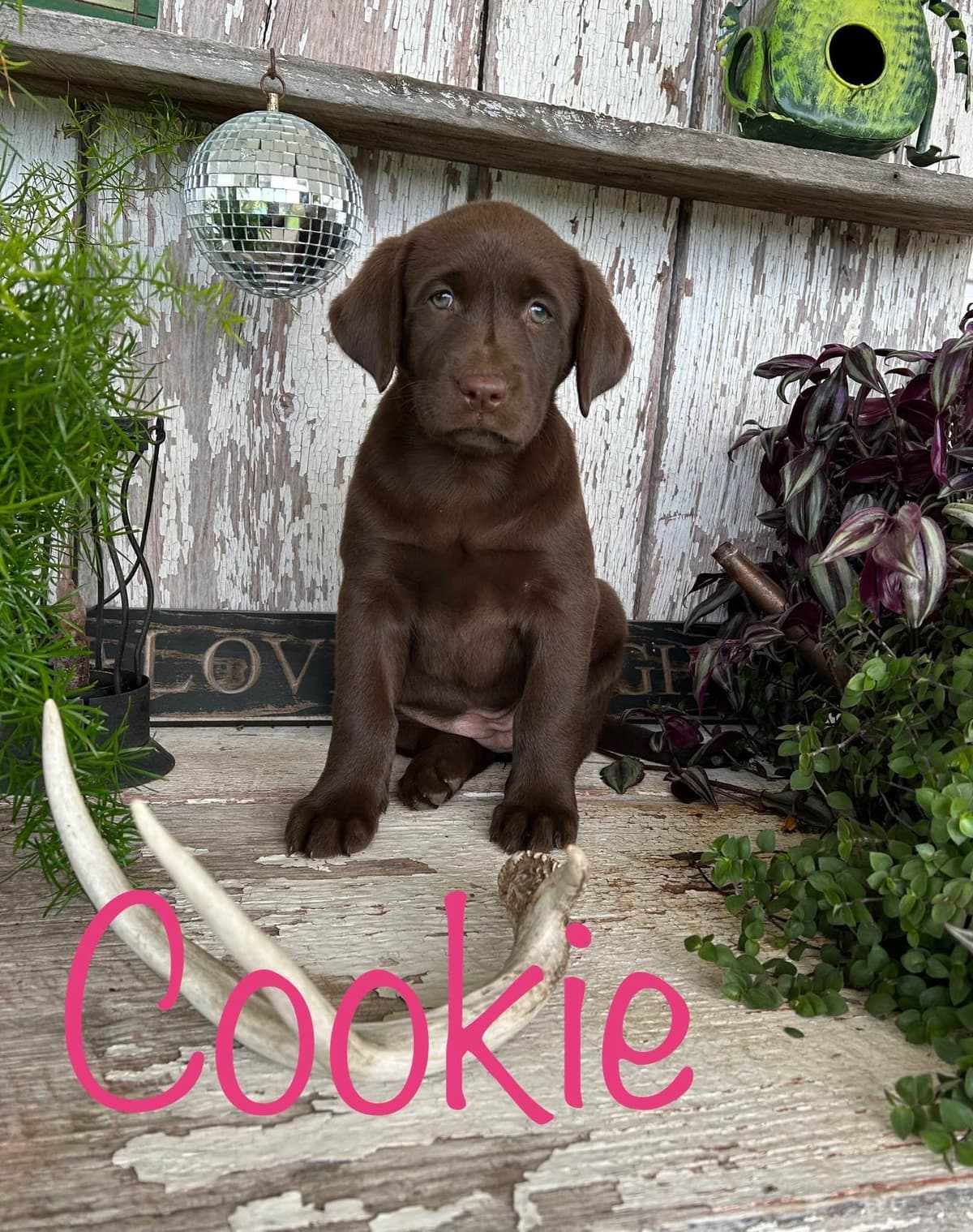 Labrador Retriever Puppies breeder image 6