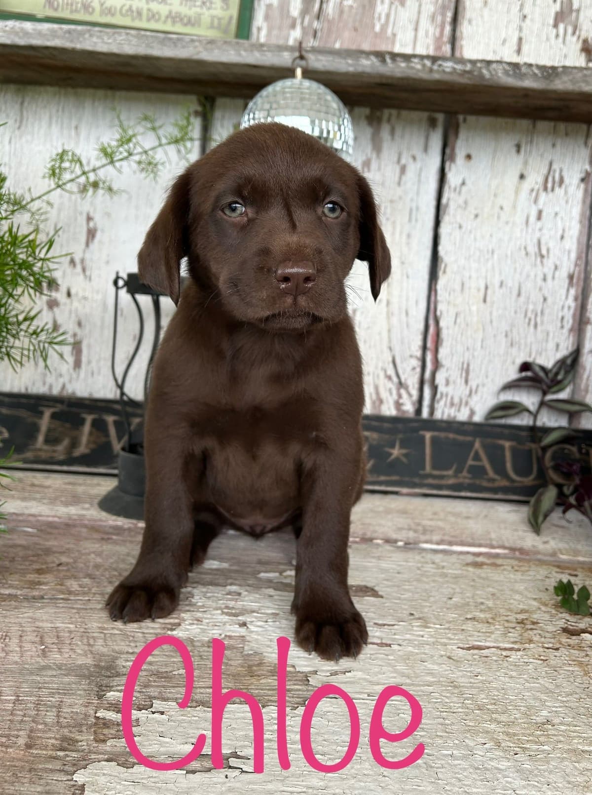 Labrador Retriever Puppies breeder image 7