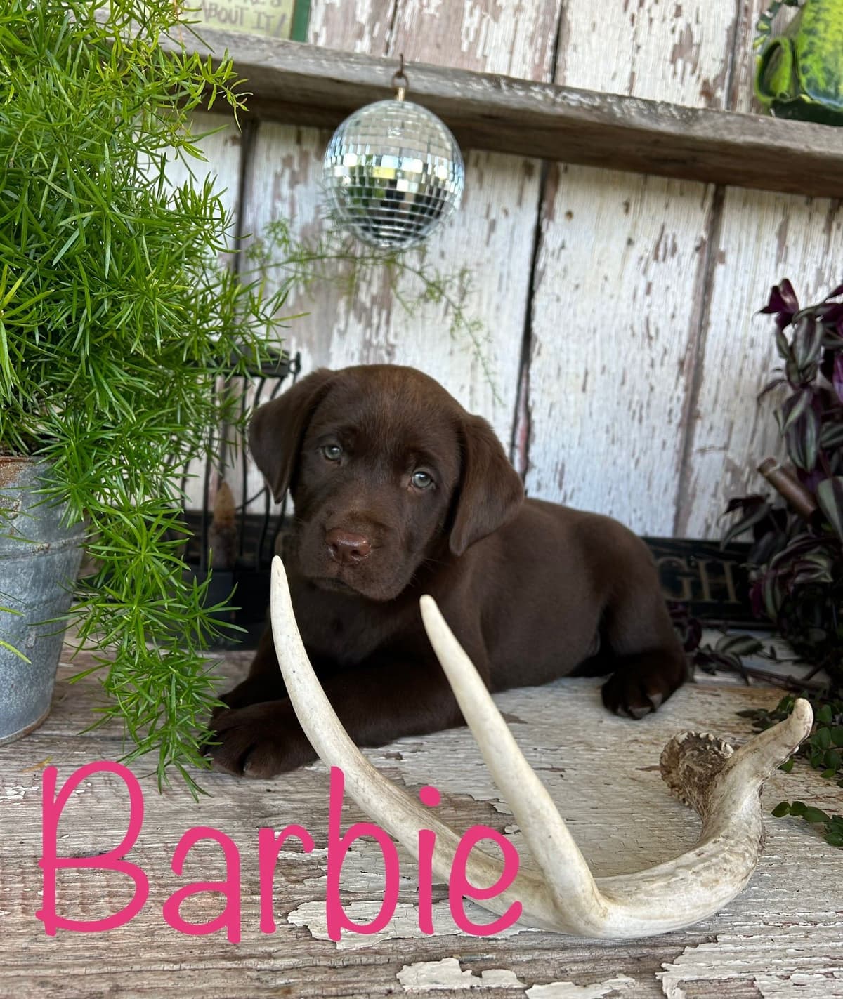 Labrador Retriever Puppies breeder image 8
