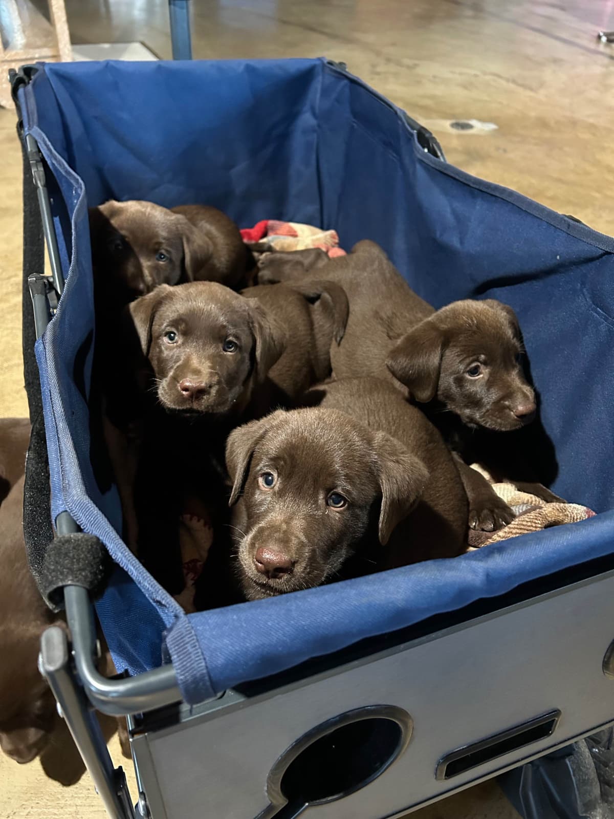 Labrador Retriever Puppies breeder image 10