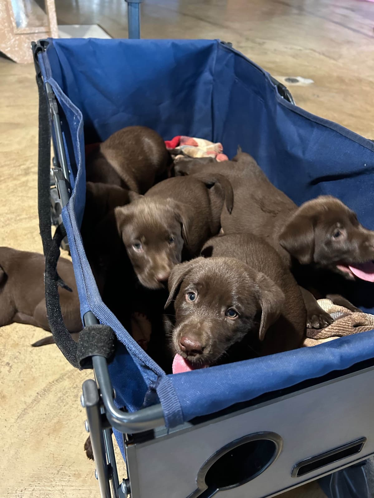 Labrador Retriever Puppies breeder image 11