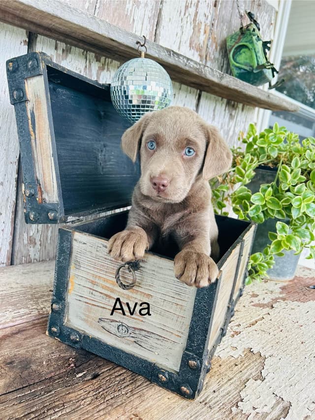 Labrador Retriever Puppies media 2
