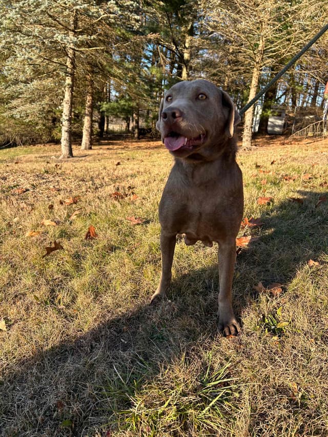 Labrador Retriever Puppies media 5