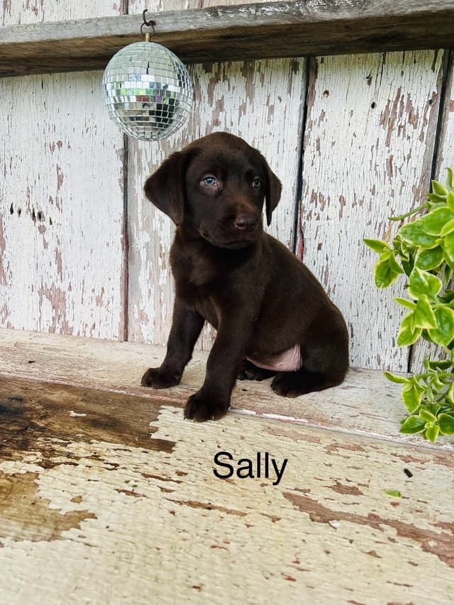 Labrador Retriever Puppies media 2