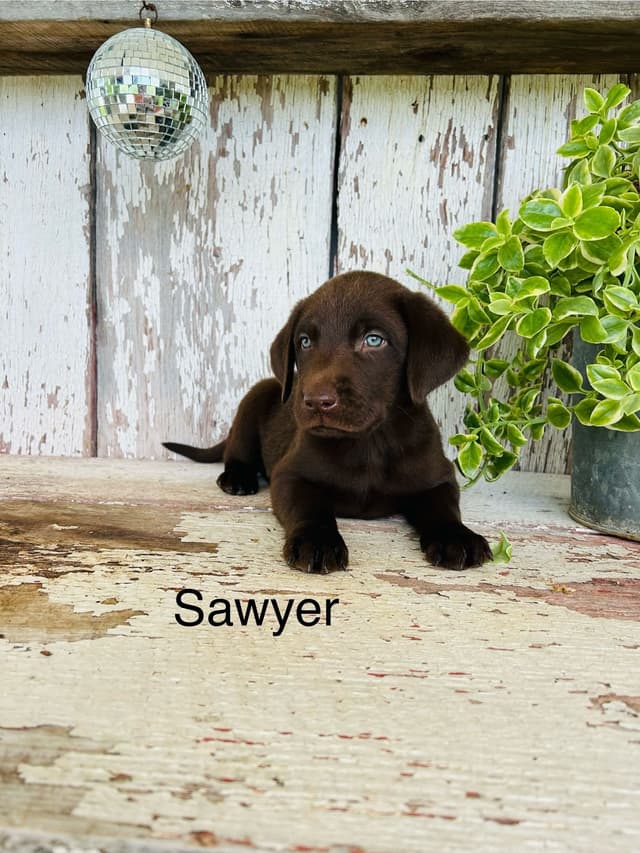 Labrador Retriever Puppies media 3