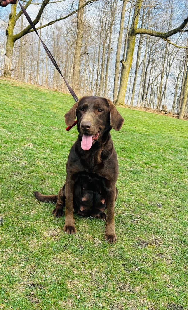 Labrador Retriever Puppies media 5