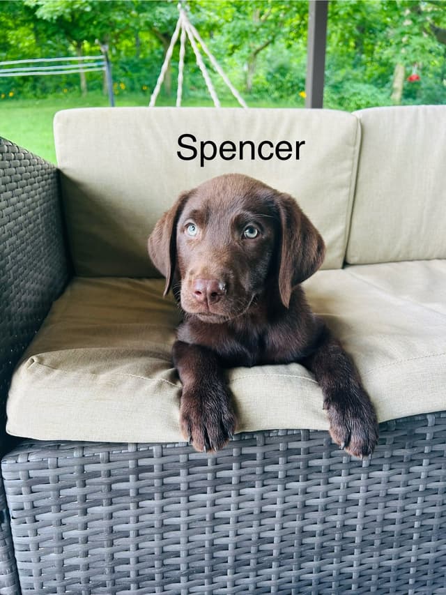 Labrador Retriever Puppies media 6