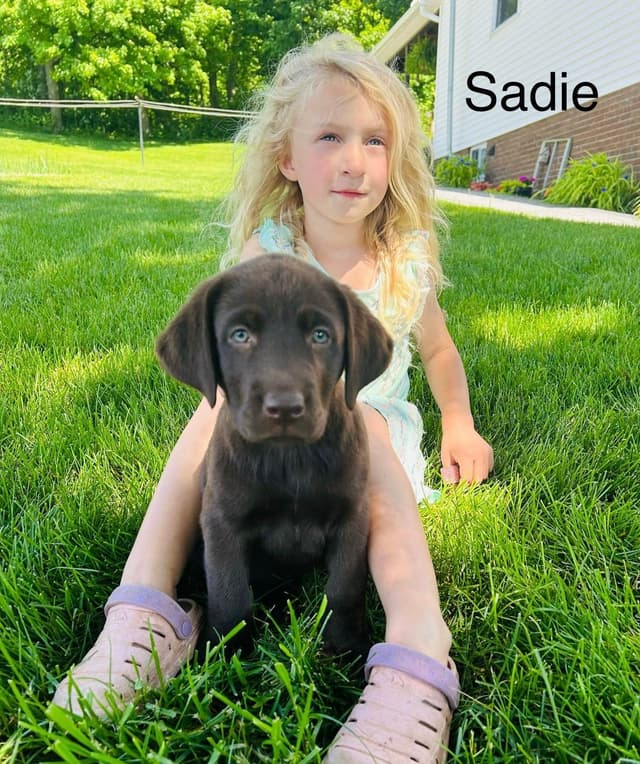 Labrador Retriever Puppies media 7