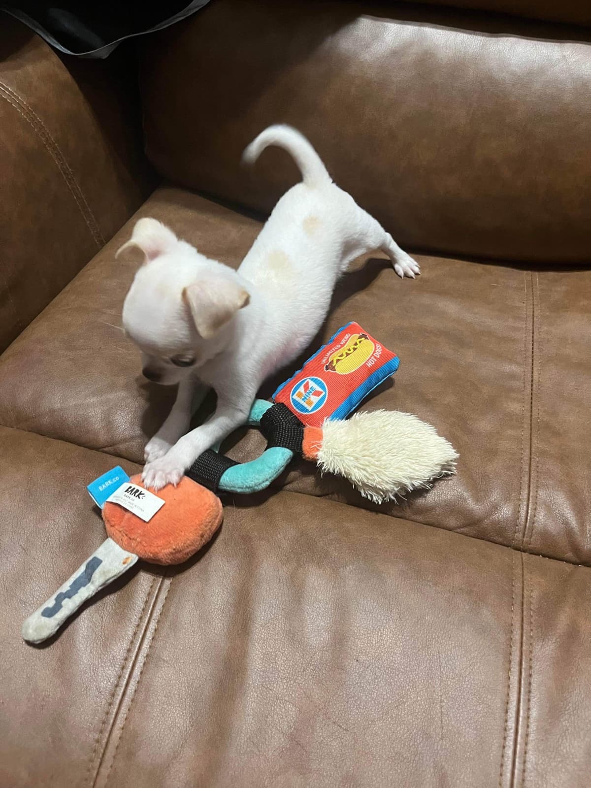 Chihuahua Puppies breeder image 1