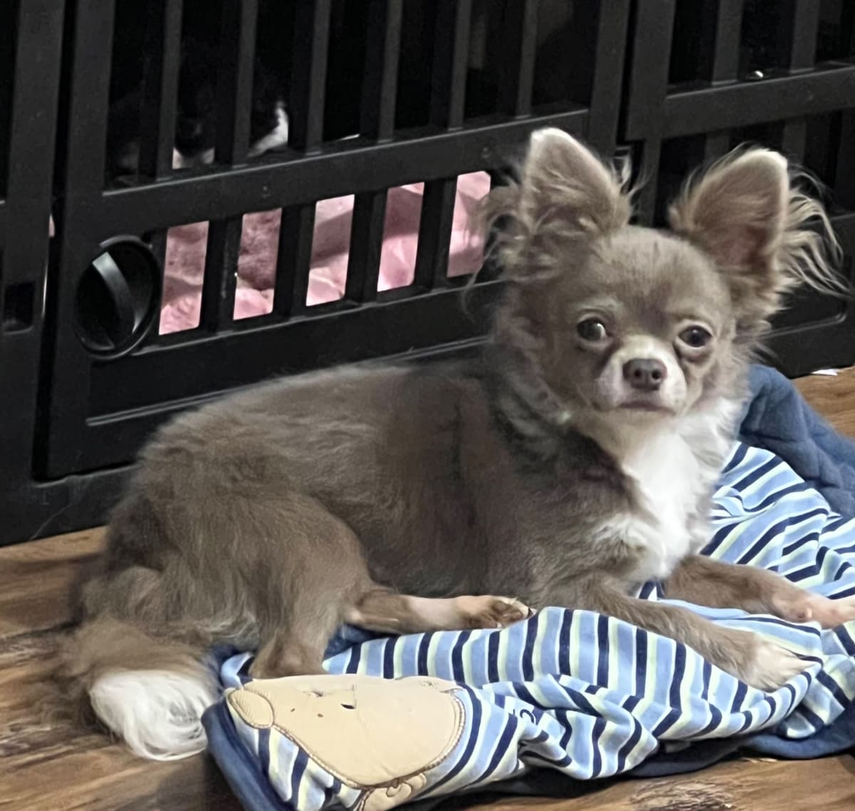 Chihuahua Puppies breeder image 2
